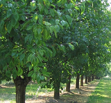 Arboriculture
